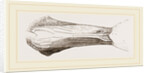 Bill of Malacorhynchus by Anonymous