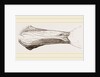 Bill of Malacorhynchus by Anonymous