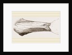 Bill of Malacorhynchus by Anonymous