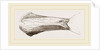 Bill of Malacorhynchus by Anonymous