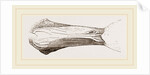 Bill of Malacorhynchus by Anonymous