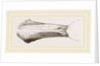 Bill of Malacorhynchus by Anonymous