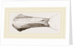 Bill of Malacorhynchus by Anonymous