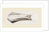 Bill of Malacorhynchus by Anonymous