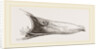 Bill of Mallard by Anonymous