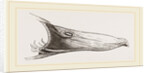 Bill of Mallard by Anonymous