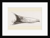 Bill of Mallard by Anonymous