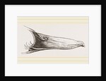 Bill of Mallard by Anonymous