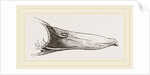 Bill of Mallard by Anonymous