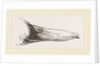 Bill of Mallard by Anonymous