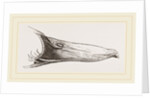 Bill of Mallard by Anonymous