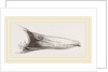 Bill of Mallard by Anonymous