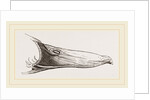 Bill of Mallard by Anonymous