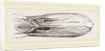 Bill of Mallard by Anonymous