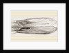 Bill of Mallard by Anonymous