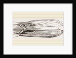 Bill of Mallard by Anonymous