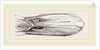 Bill of Mallard by Anonymous