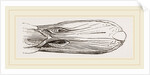 Bill of Mallard by Anonymous