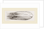 Bill of Mallard by Anonymous