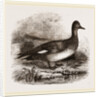 Gadwall by Anonymous