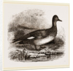 Gadwall by Anonymous