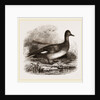 Gadwall by Anonymous