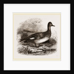 Gadwall by Anonymous