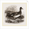 Gadwall by Anonymous