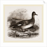 Gadwall by Anonymous