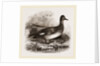 Gadwall by Anonymous