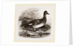 Gadwall by Anonymous