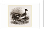 Gadwall by Anonymous