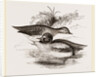 Common Teals by Anonymous