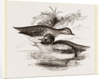 Common Teals by Anonymous