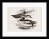 Common Teals by Anonymous