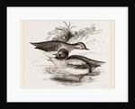 Common Teals by Anonymous
