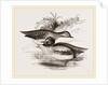 Common Teals by Anonymous