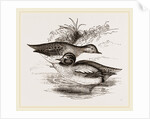 Common Teals by Anonymous