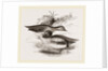 Common Teals by Anonymous
