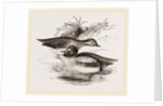 Common Teals by Anonymous