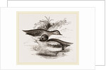 Common Teals by Anonymous