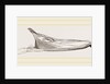 Bill of Pintailed Duck by Anonymous