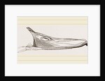 Bill of Pintailed Duck by Anonymous