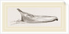 Bill of Pintailed Duck by Anonymous