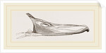 Bill of Pintailed Duck by Anonymous