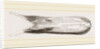 Bill of Pintailed Duck by Anonymous