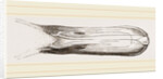 Bill of Pintailed Duck by Anonymous