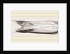 Bill of Pintailed Duck by Anonymous