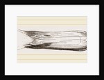 Bill of Pintailed Duck by Anonymous