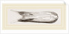 Bill of Pintailed Duck by Anonymous